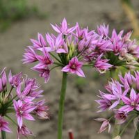Allium 'Eros' Photo: Nijssen
